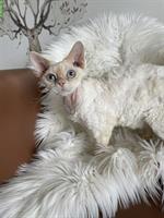 Devon Rex Kater kastriert sucht ein Zuhause
