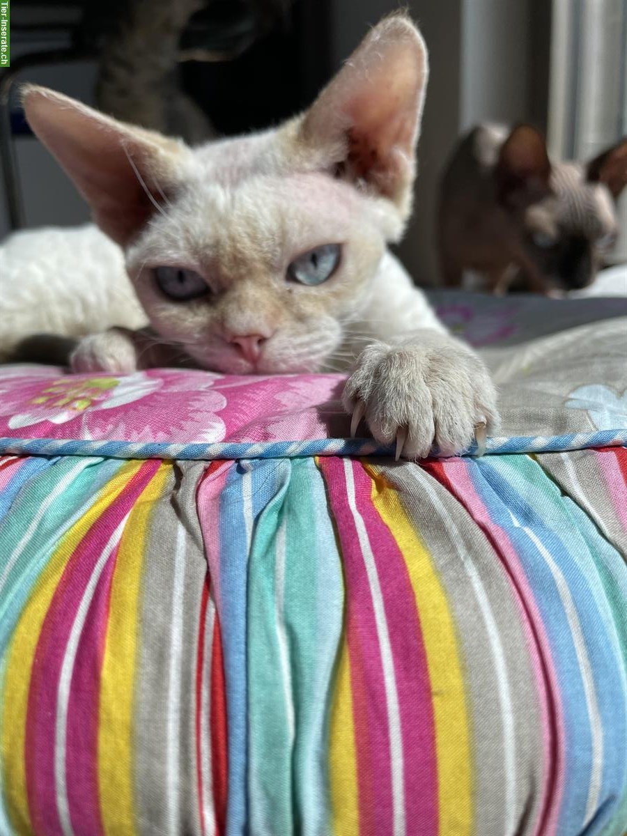 Bild 2: Devon Rex Kater kastriert sucht ein Zuhause