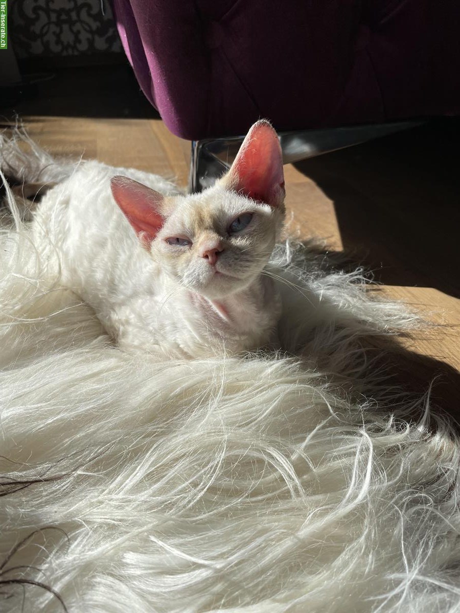 Bild 3: Devon Rex Kater kastriert sucht ein Zuhause