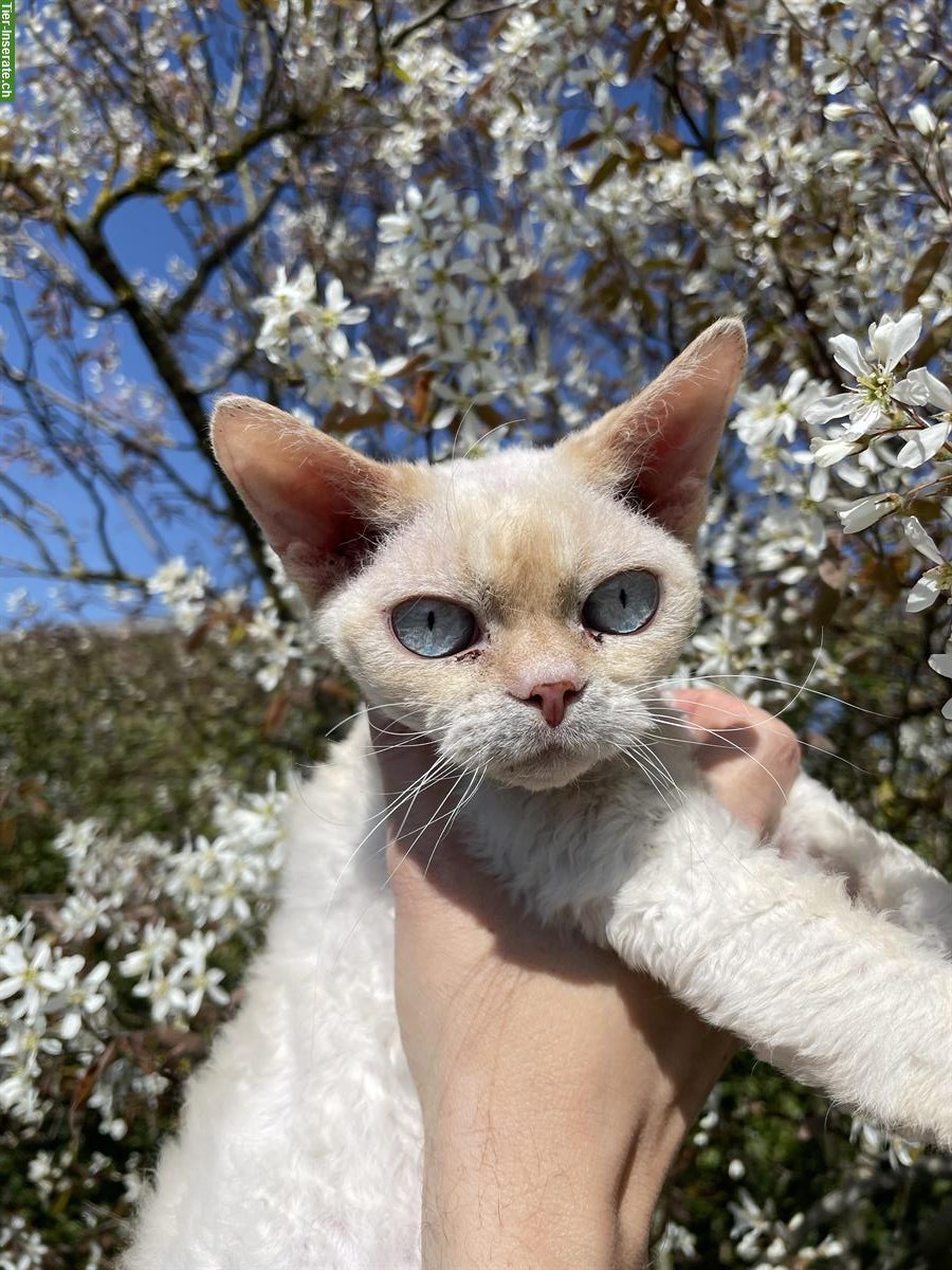 Bild 4: Devon Rex Kater kastriert sucht ein Zuhause