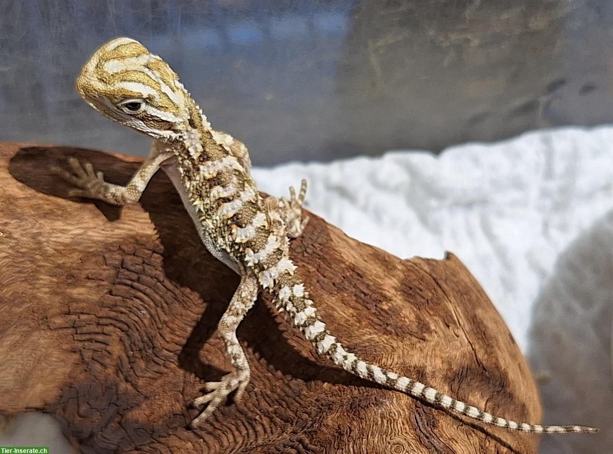 Pogona henrylawsoni, Zwergbartagamen NZ 2025