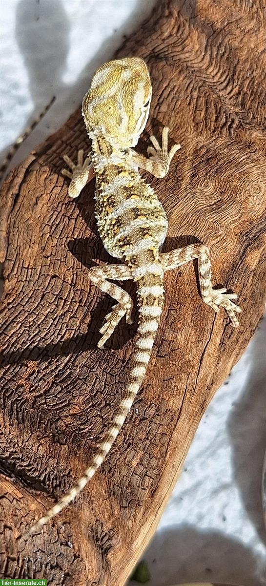 Bild 2: Pogona henrylawsoni, Zwergbartagamen NZ 2025