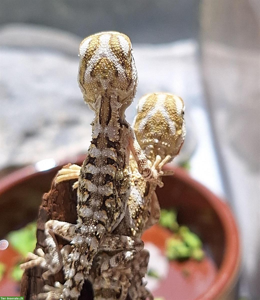 Bild 3: Pogona henrylawsoni, Zwergbartagamen NZ 2025