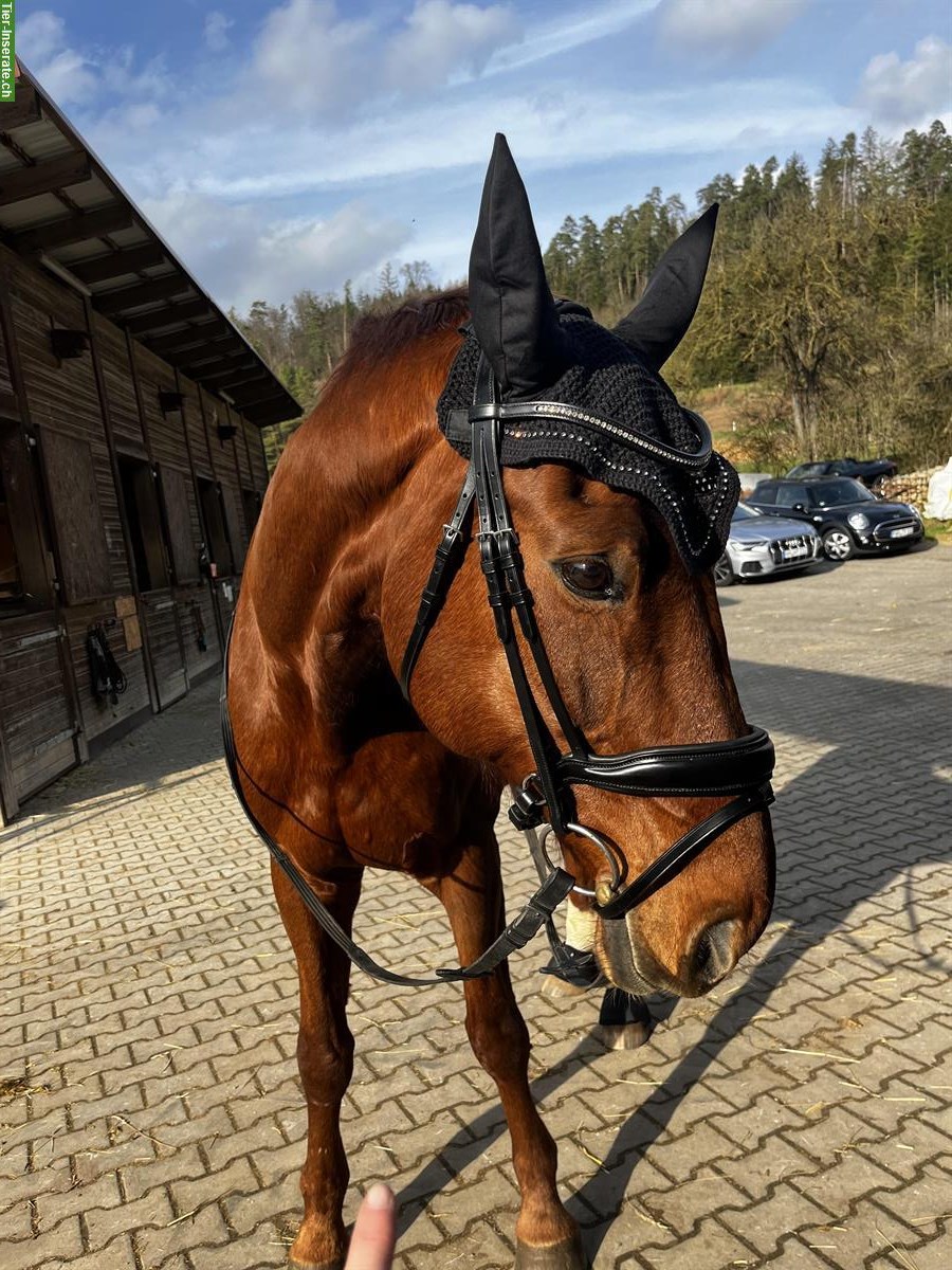 Bild 2: Reitbeteiligung für Sportpferd (Dressur), Fuchswallach, ca. 172cm