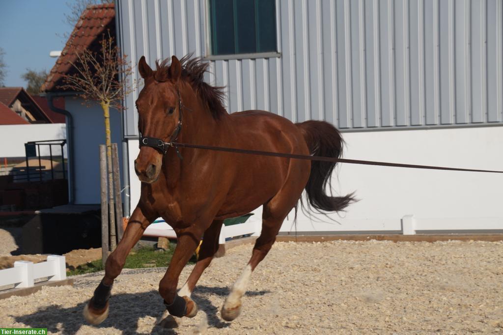 Bild 3: Reitbeteiligung für Sportpferd (Dressur), Fuchswallach, ca. 172cm