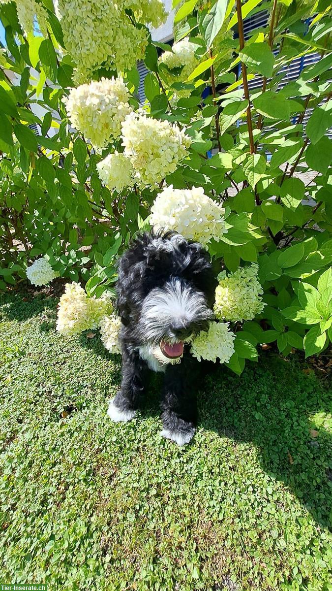 2 Shepadoodle Welpen suchen liebes Zuhause