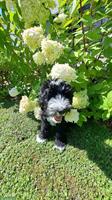 2 Shepadoodle Welpen suchen liebes Zuhause