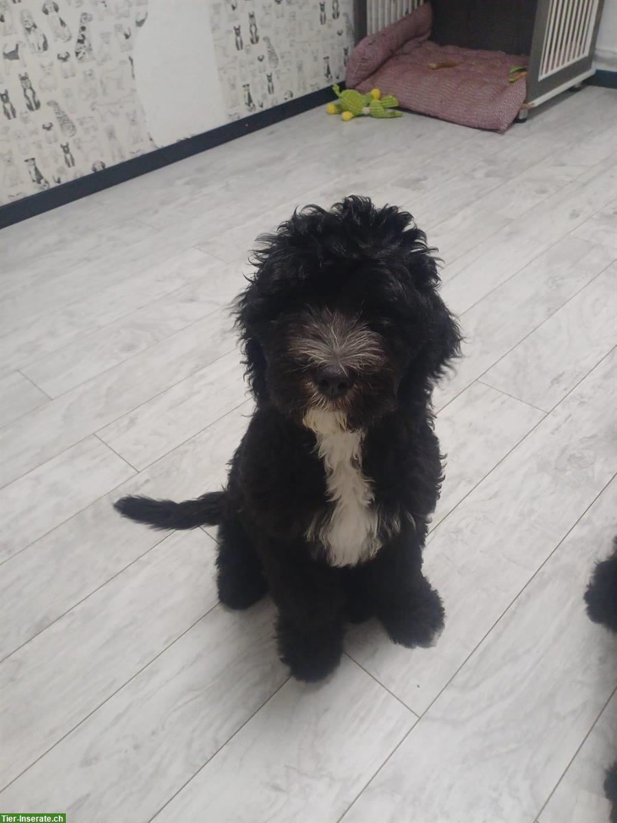 Bild 2: 2 Shepadoodle Welpen suchen liebes Zuhause
