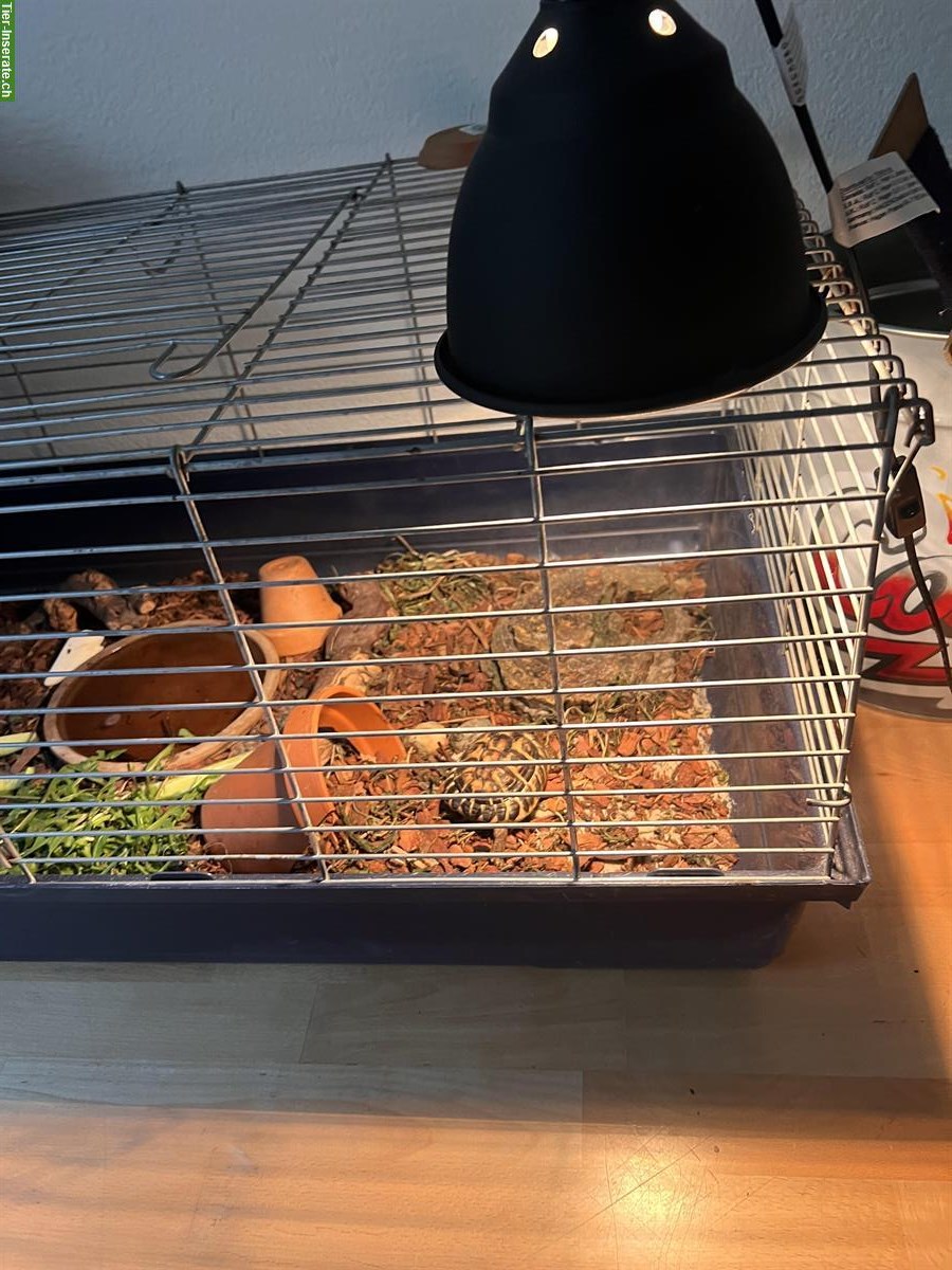 2 Landschildkröten ink Käfig und Solarlampe zu verkaufen