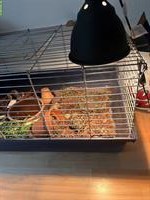 2 Landschildkröten ink Käfig und Solarlampe zu verkaufen