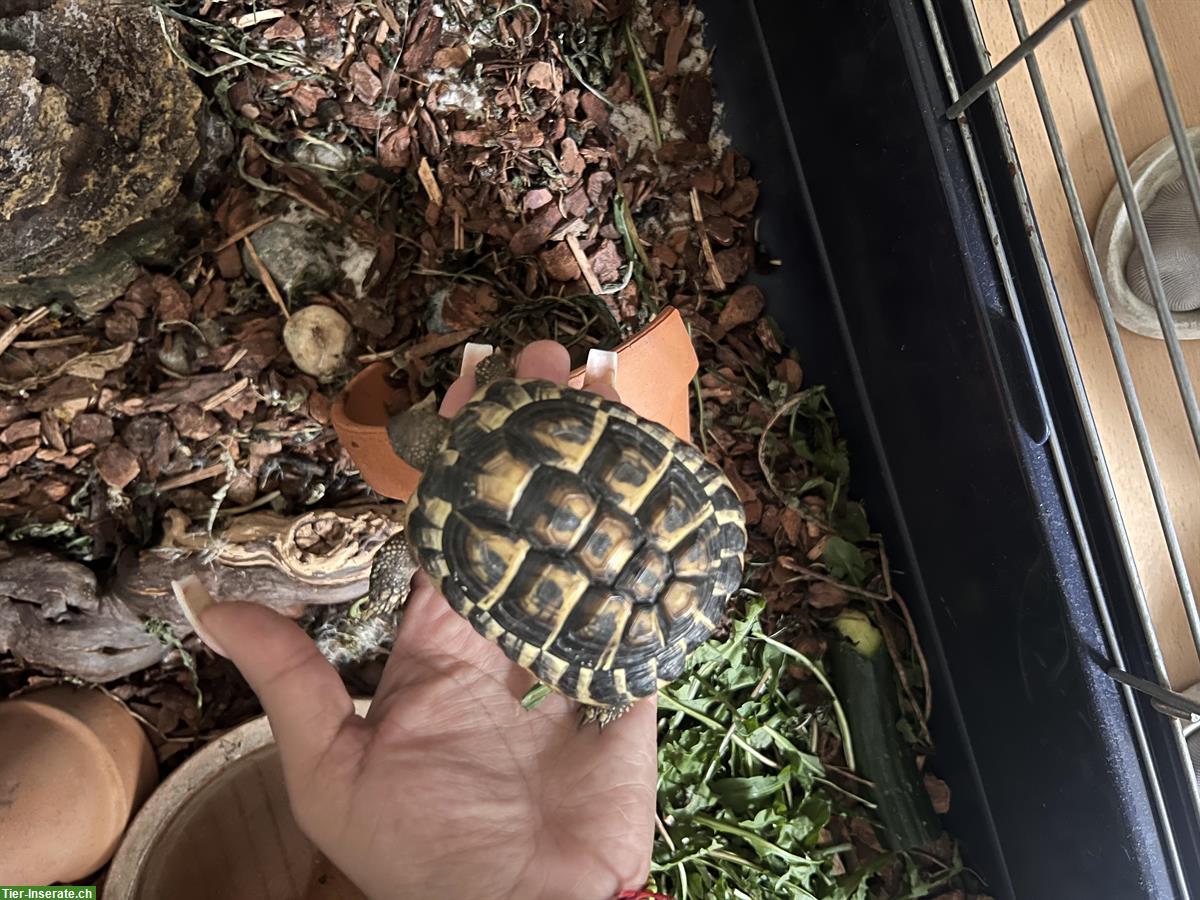 Bild 2: 2 Landschildkröten ink Käfig und Solarlampe zu verkaufen