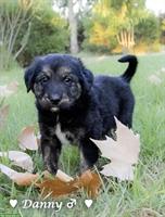Tierschutzhunde 🐶 aus Griechenland suchen ein Zuhause