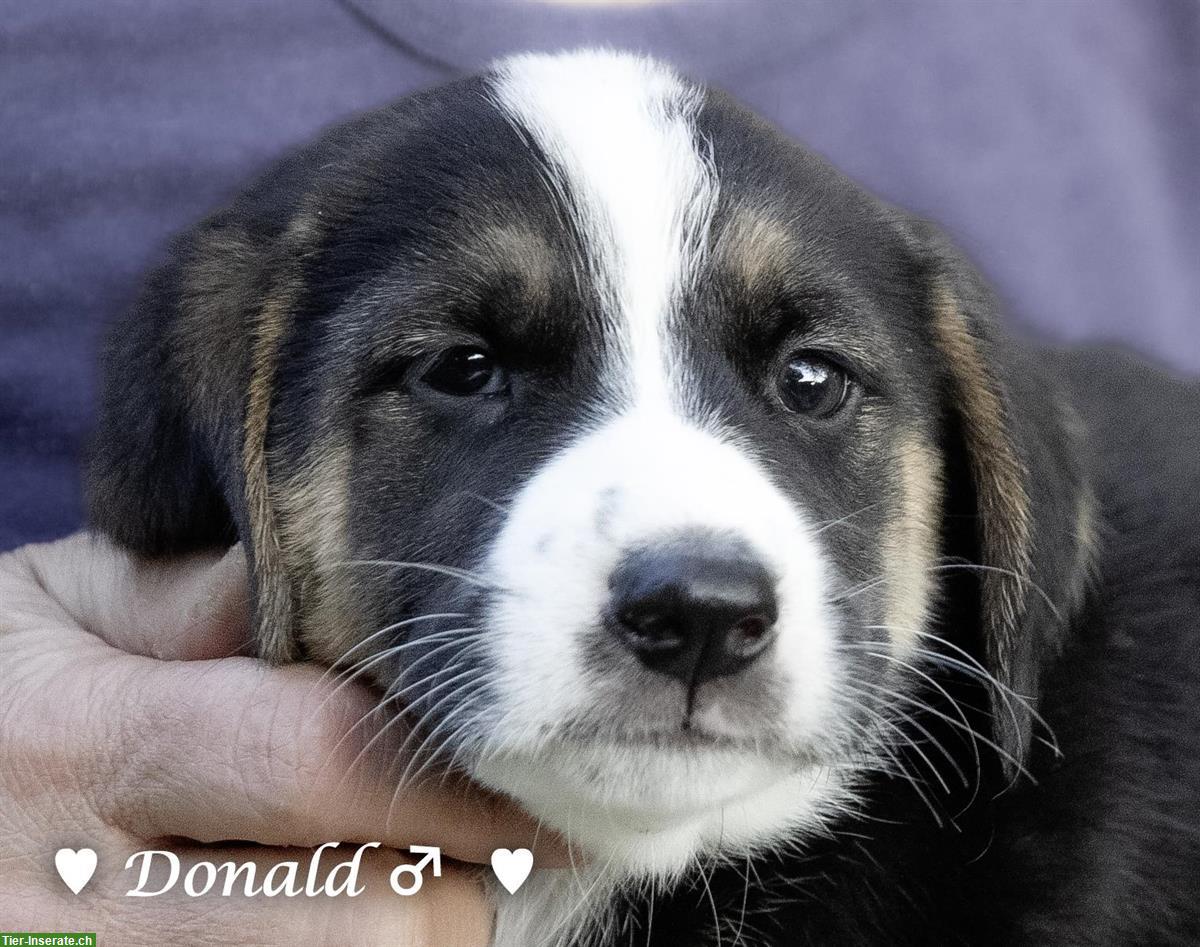 Bild 5: Tierschutzhunde 🐶 aus Griechenland suchen ein Zuhause