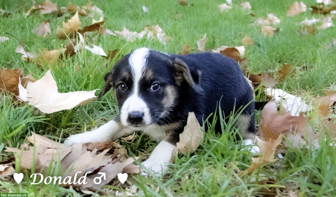 Bild 6: Tierschutzhunde 🐶 aus Griechenland suchen ein Zuhause