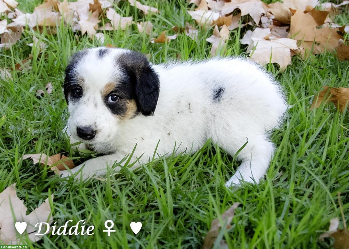 Bild 7: Tierschutzhunde 🐶 aus Griechenland suchen ein Zuhause