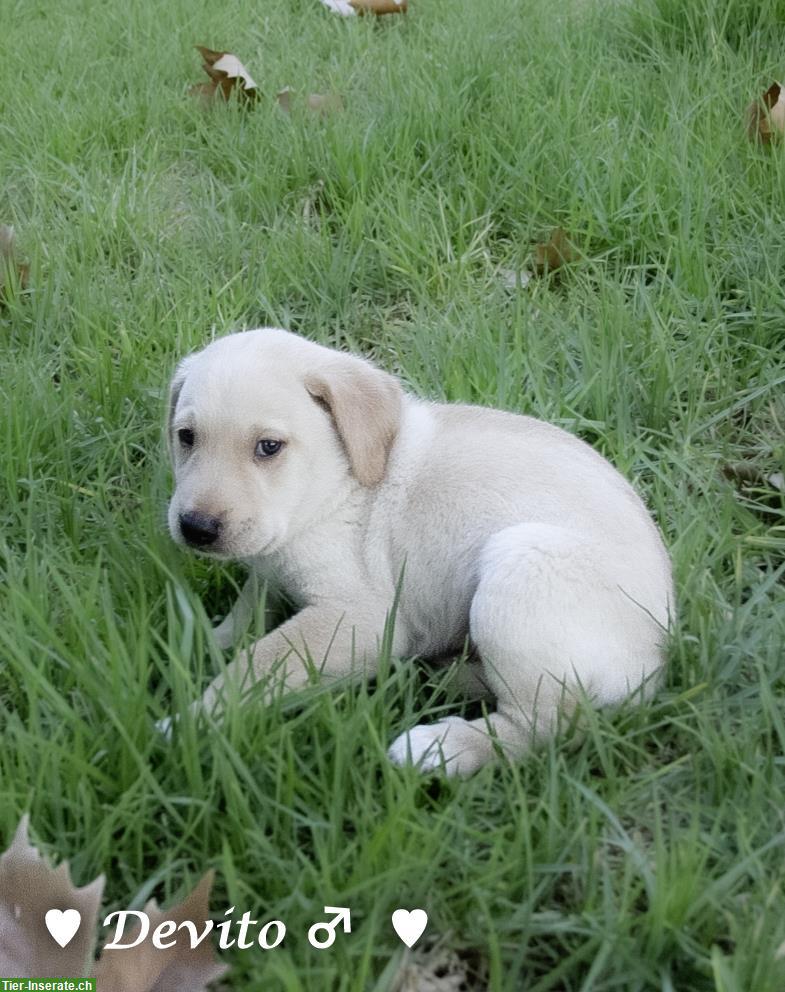 Bild 8: Tierschutzhunde 🐶 aus Griechenland suchen ein Zuhause