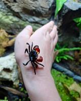 Mangrovenkrabben und viele Zwerggarnelen mit Paludarium