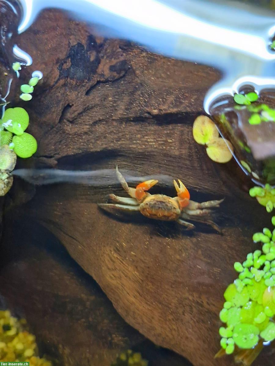 Bild 3: Mangrovenkrabben und viele Zwerggarnelen mit Paludarium