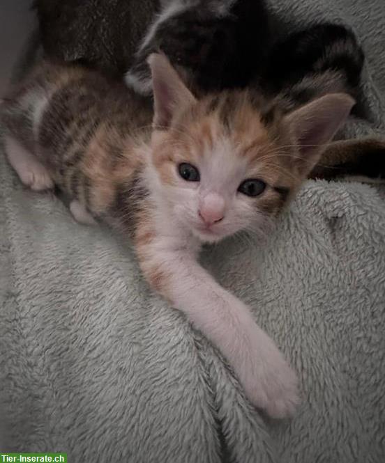 Junge Katze, weiblich sucht ein liebes Zuhause