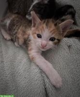 Junge Katze, weiblich sucht ein liebes Zuhause