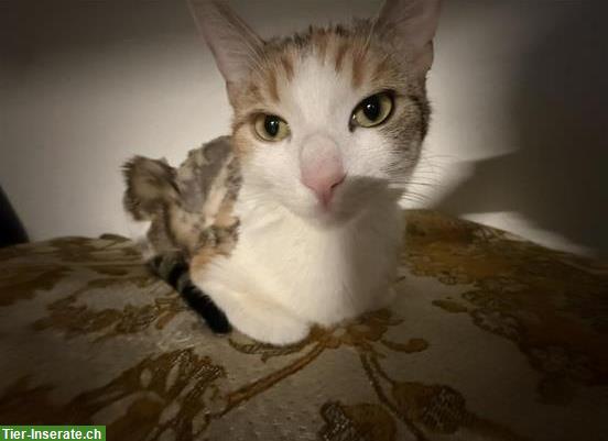 Bild 2: Junge Katze, weiblich sucht ein liebes Zuhause