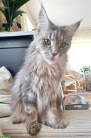 Reinrassige Silverblue Maine Coon Katze mit Stammbaum