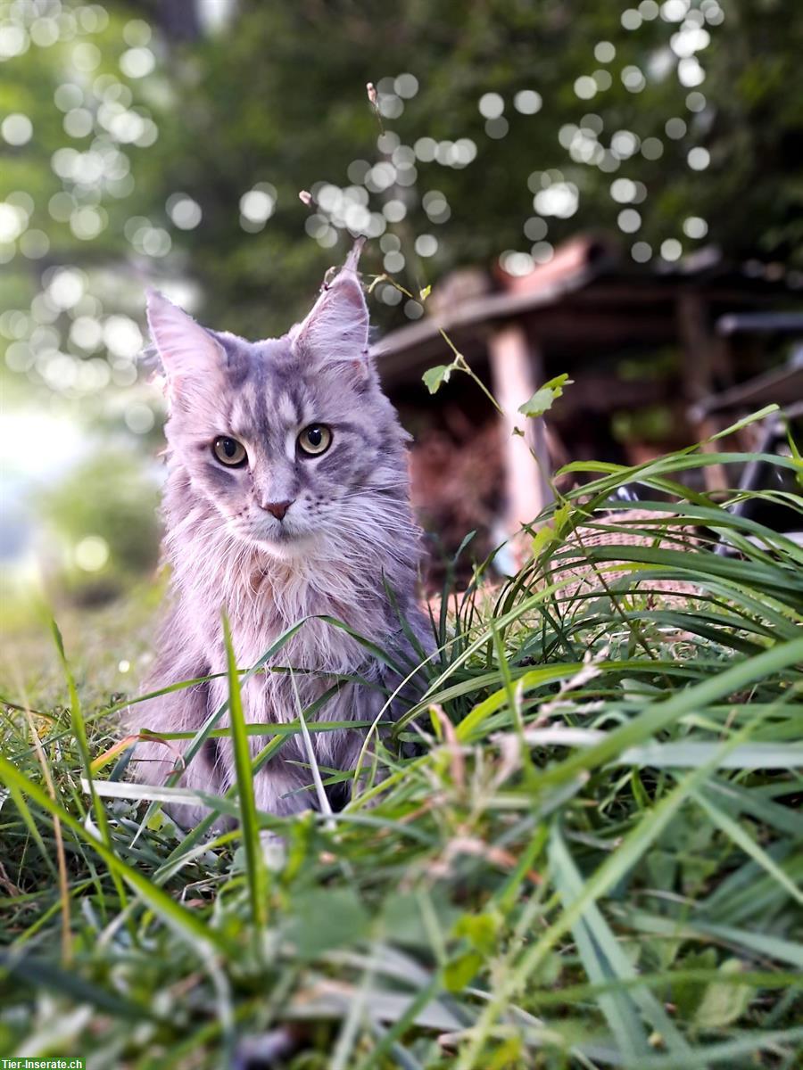 Bild 2: Reinrassige Silverblue Maine Coon Katze mit Stammbaum