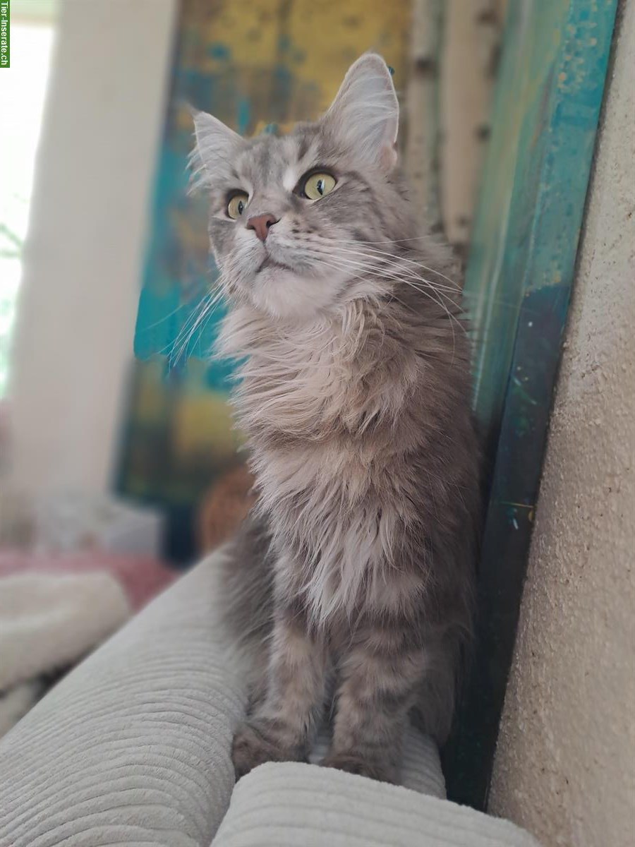 Bild 3: Reinrassige Silverblue Maine Coon Katze mit Stammbaum