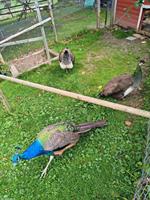 Gesunde blaue Pfauen abzugeben
