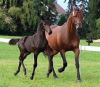 Kompaktes Warmblut Hengstfohlen zu verkaufen