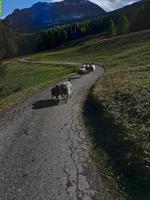 Heidschnucken Auen und 1 Schafbock GESUCHT