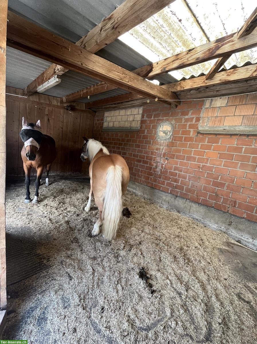 Bild 9: Charmanter Selbstversorger Pferdestall mit Reitplatz im Kanton Zug