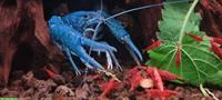 Blaue Floridakrebse - Jungtiere zu verkaufen