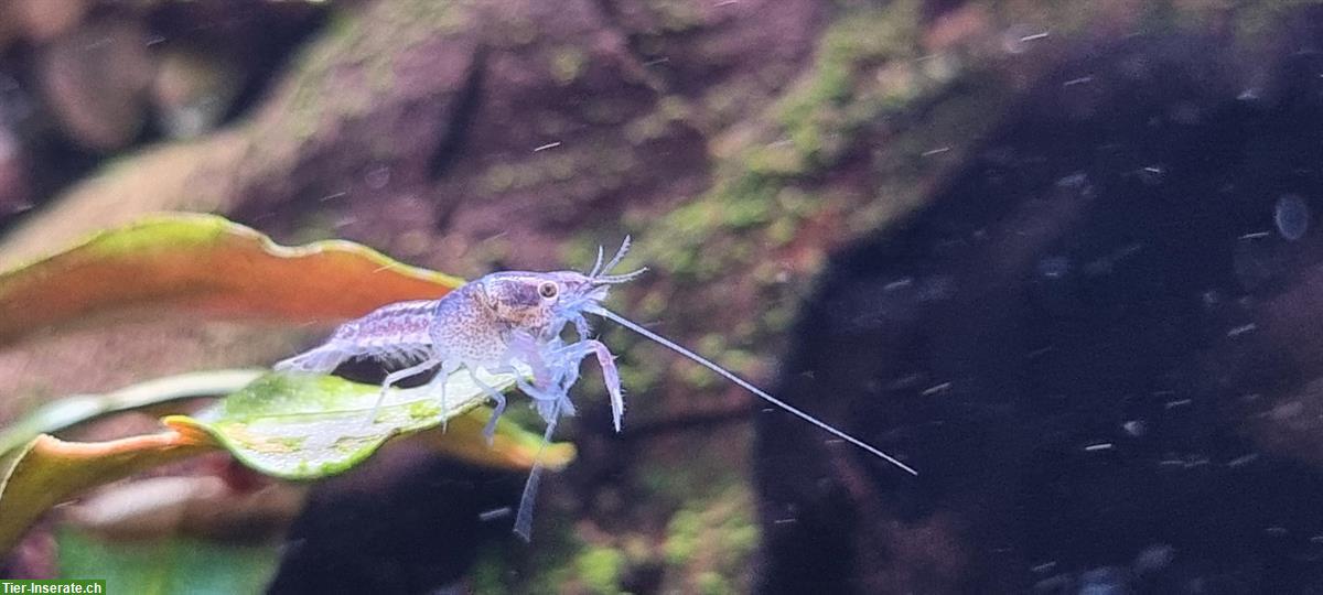 Bild 2: Blaue Floridakrebse - Jungtiere zu verkaufen