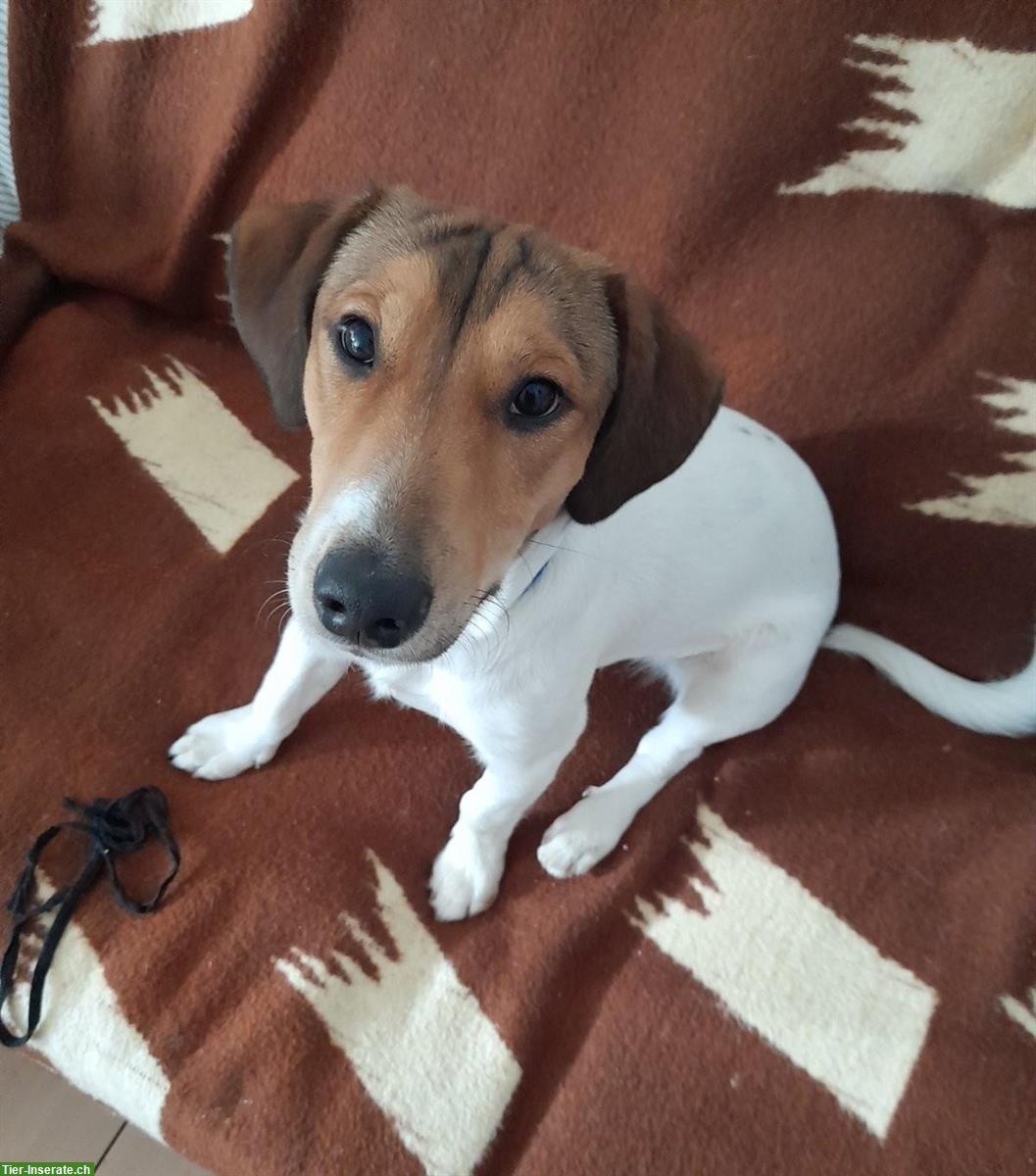 Jack Russell Terrier Rüde, 18 Monate jung