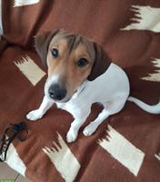Jack Russell Terrier Rüde, 18 Monate jung