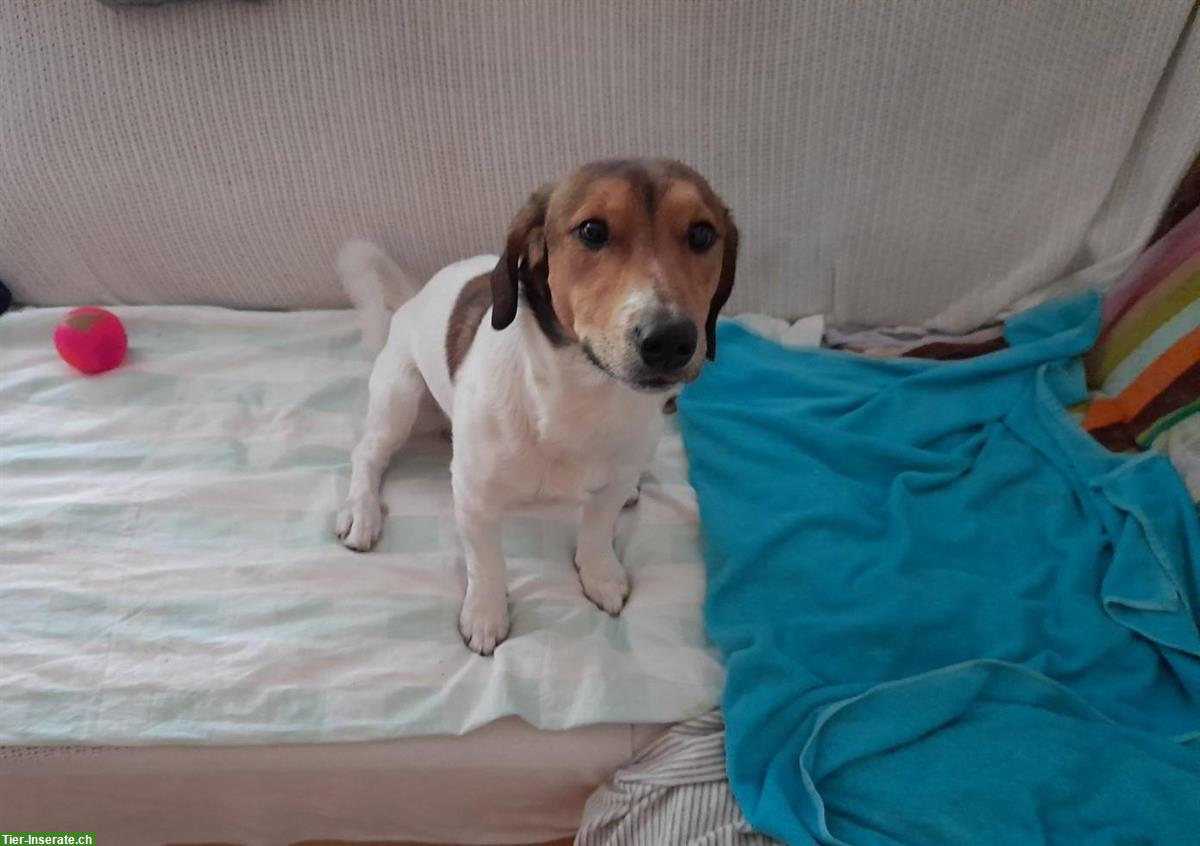 Bild 2: Jack Russell Terrier Rüde, 18 Monate jung