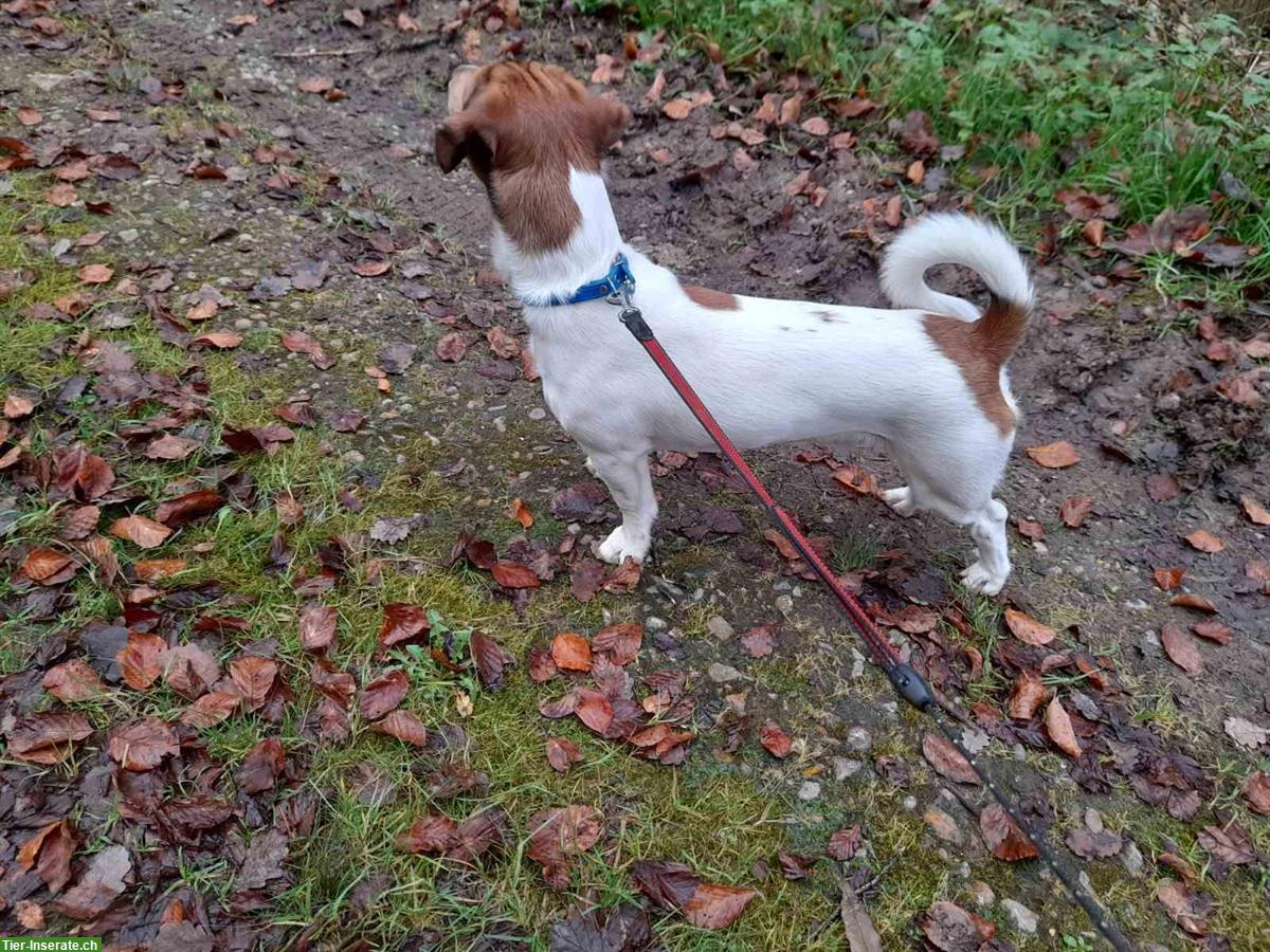 Bild 3: Jack Russell Terrier Rüde, 18 Monate jung