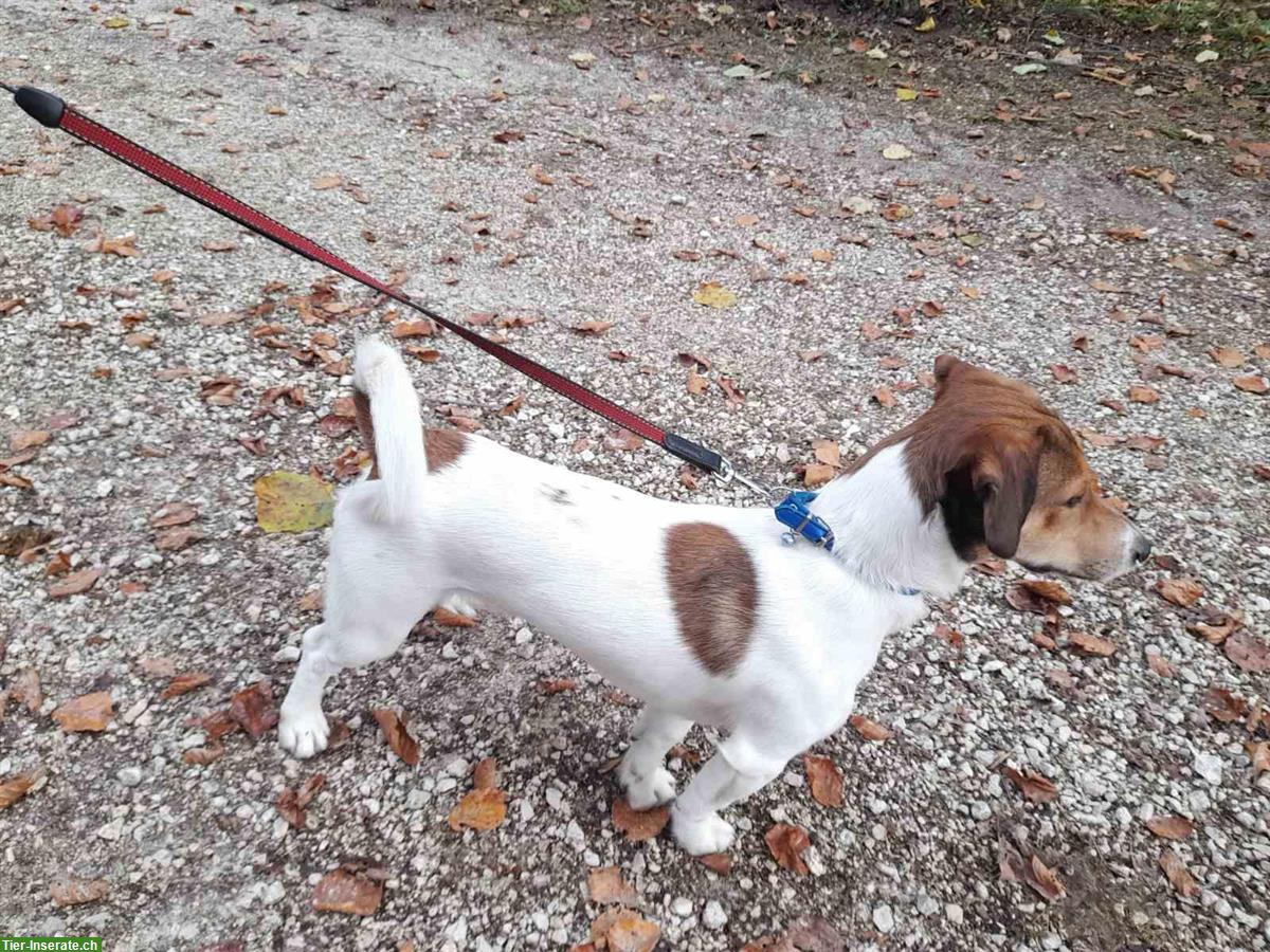 Bild 4: Jack Russell Terrier Rüde, 18 Monate jung