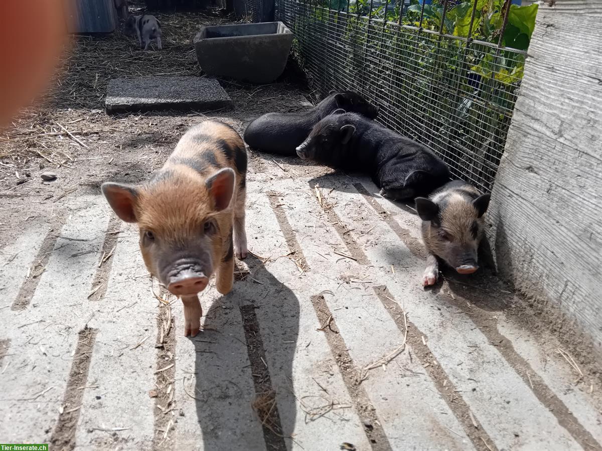 Junge Minipigs zu verkaufen