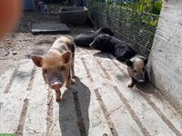 Junge Minipigs zu verkaufen