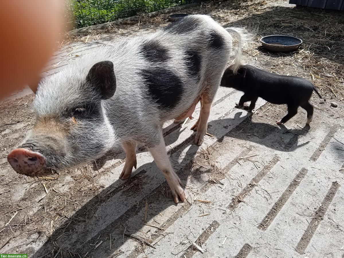 Bild 2: Junge Minipigs zu verkaufen