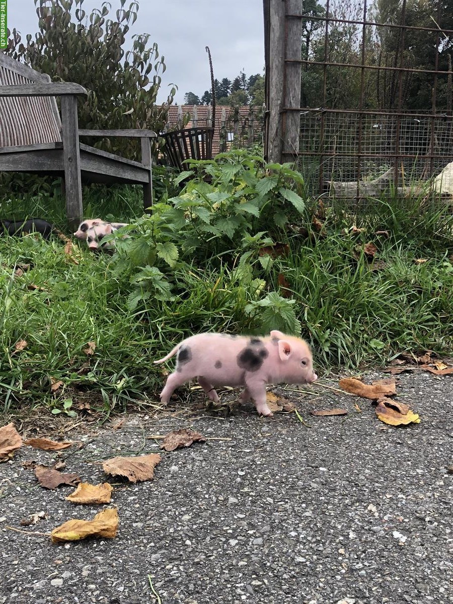 Bild 4: Junge Minipigs zu verkaufen