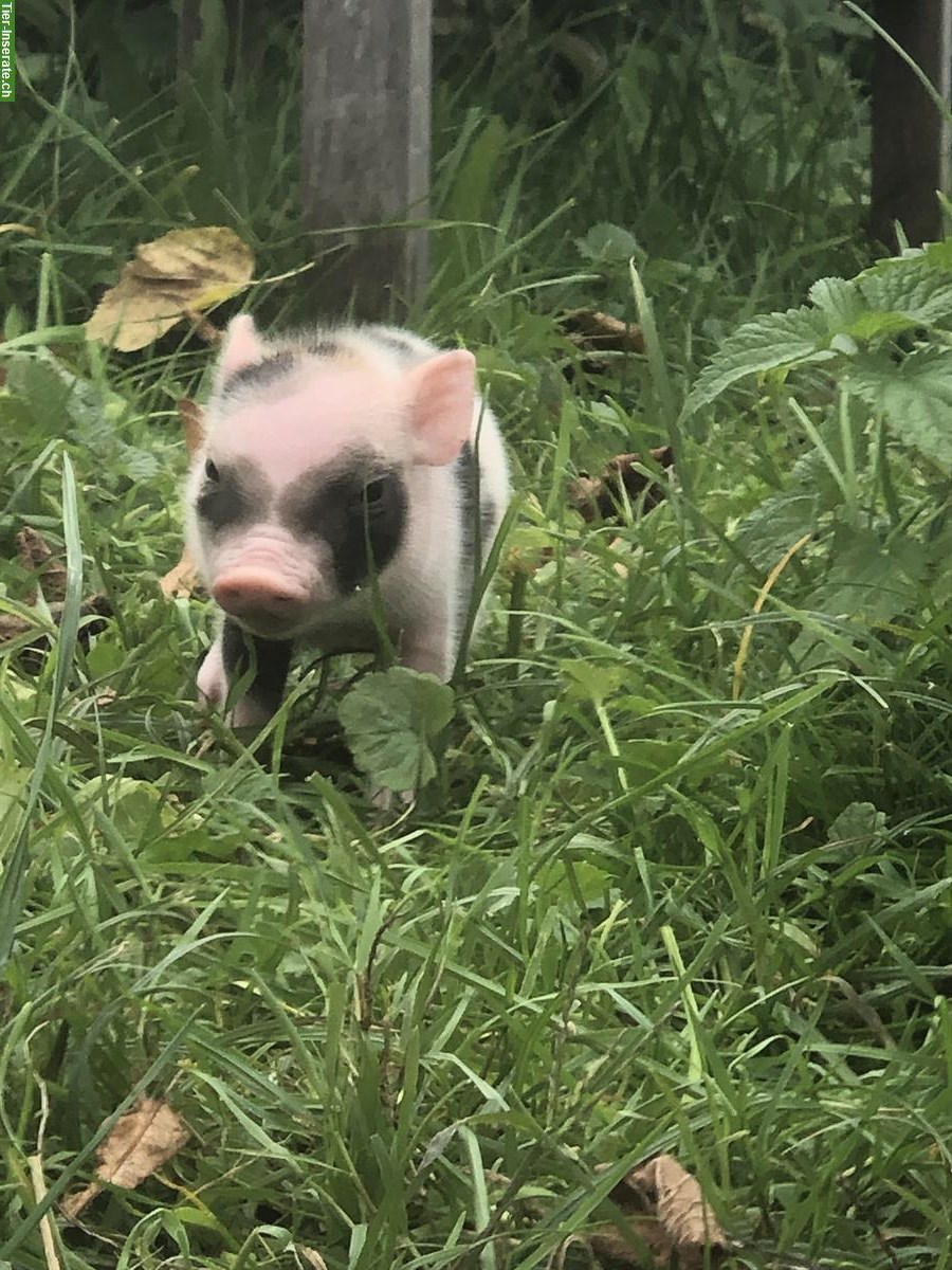 Bild 5: Junge Minipigs zu verkaufen