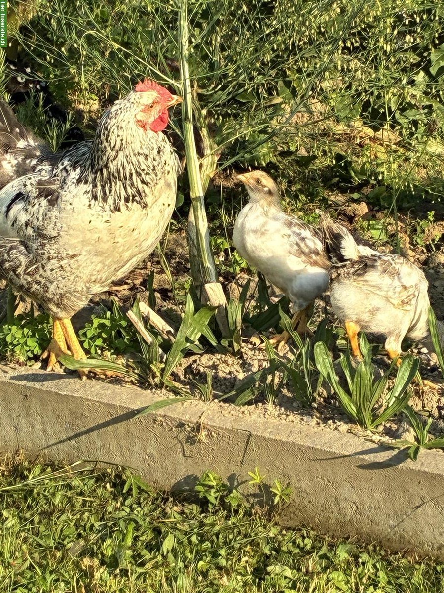 Bild 3: Schwedische Blumenhühner Junghennen zu verkaufen