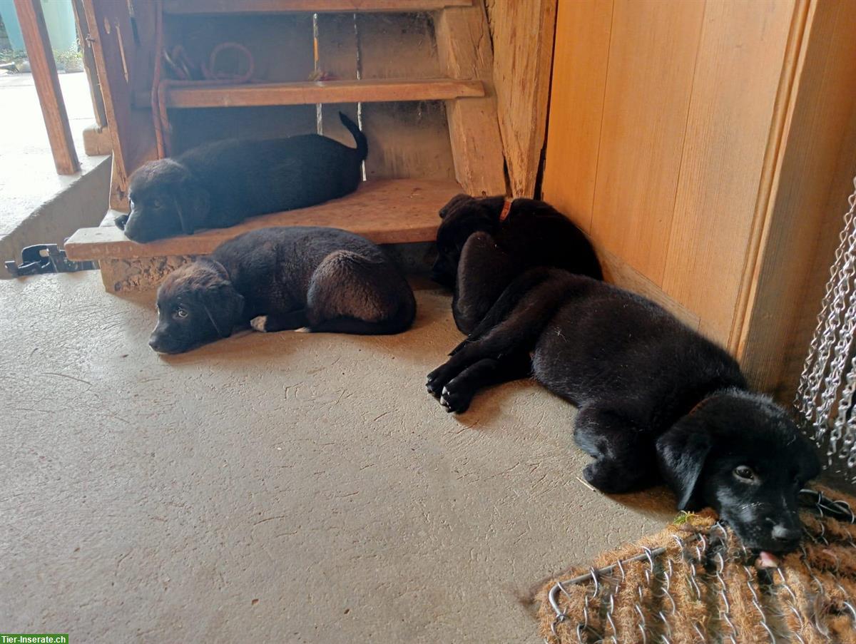 Bild 2: Schäferhund x Border Collie Mischlingswelpen zu verkaufen
