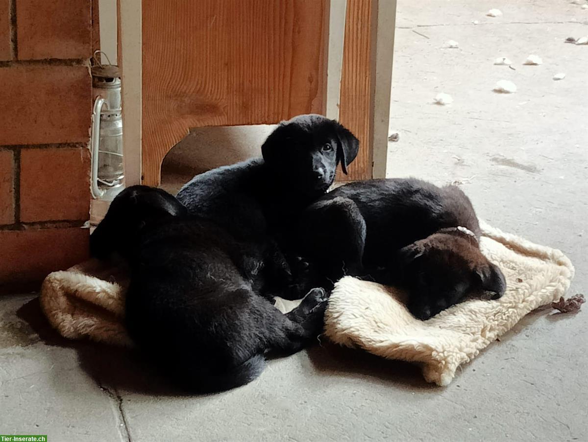 Bild 3: Schäferhund x Border Collie Mischlingswelpen zu verkaufen