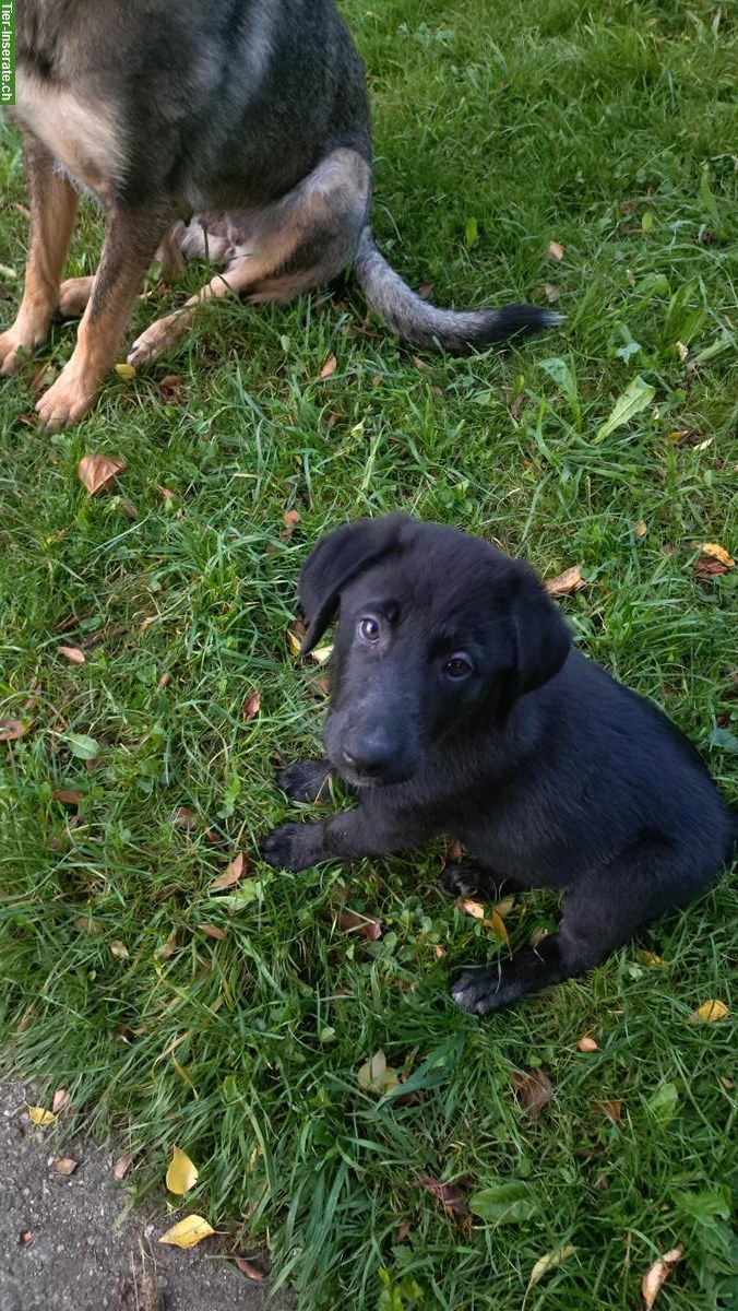 Bild 6: Schäferhund x Border Collie Mischlingswelpen zu verkaufen