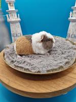 Meerschweinchen Weibchen suchen ein neues Zuhause