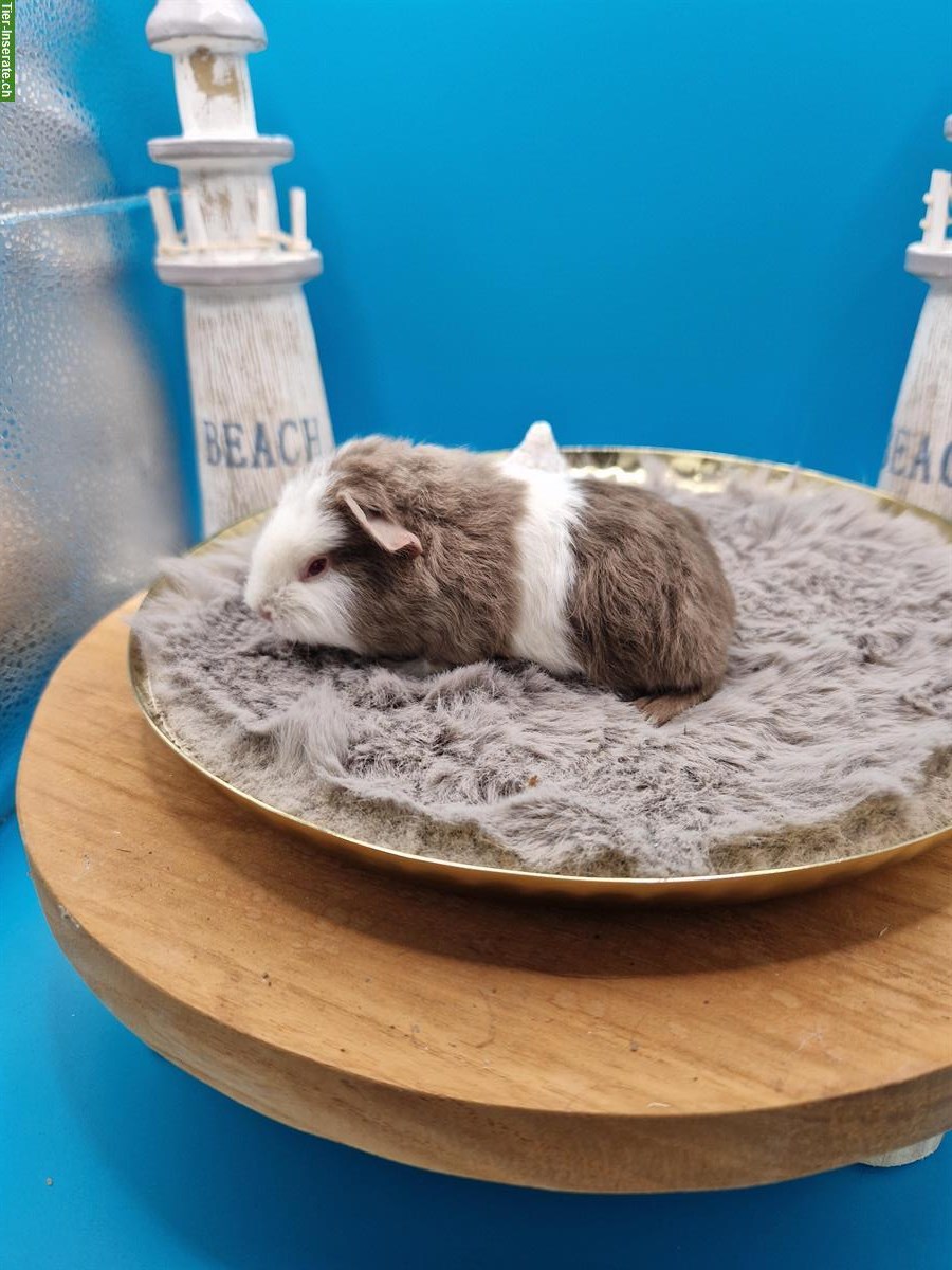 Bild 2: Meerschweinchen Weibchen suchen ein neues Zuhause